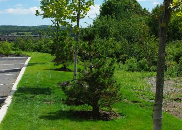 Landscaping