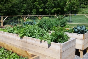 Wellness Garden